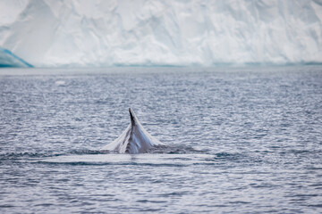 Ballena sumergiéndose entre icebergs