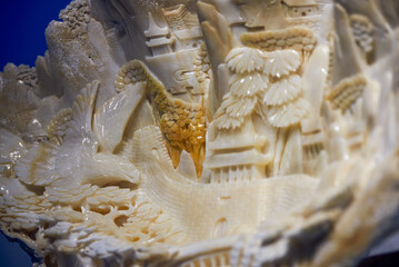 Large marine shell specimens of various shapes