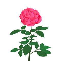 pink rose isolated on white background green leaves 