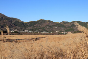 箱根　仙石原　すすき草原