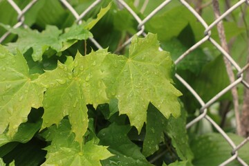 leaf with droplets