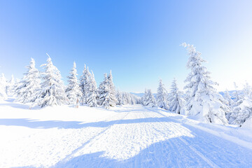 Fototapeta na wymiar Snow-covered trees in the mountains. Nature in winter. Winter pastime. Winter landscape.