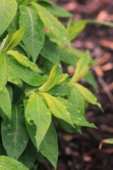 green leaves background