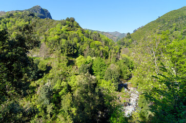 Fototapeta na wymiar Petrignani stream in Costa verde mountain. Corsica island