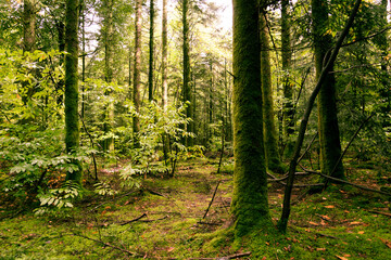 Fototapeta premium Forêt