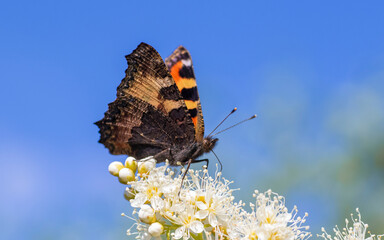 A butterfly on a flower
