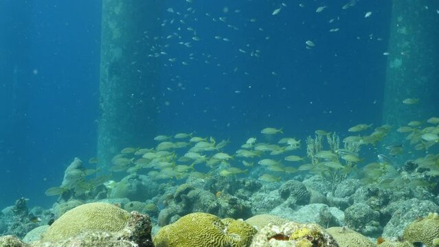 Seascape with School of Grunt fish in the turquoise water of coral reef in Caribbean Sea, Curacao