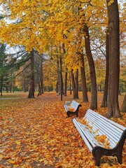 Autumn in the park. Yellow and orange leaves on trees, on benches and on the ground. No people.