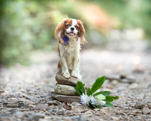 cavalier king charles spaniel