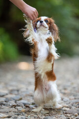 cavalier king charles spaniel