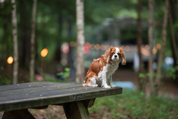 cavalier king charles spaniel