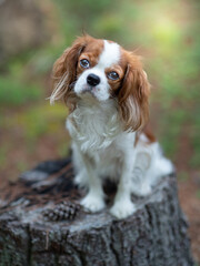 cavalier king charles spaniel