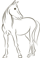 Simple line drawing of a horse © Zubada