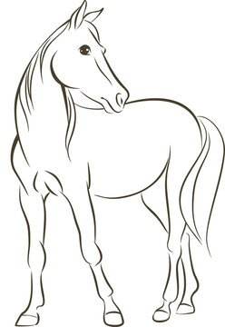 Simple line drawing of a horse