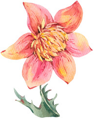 Watercolor wildflower transparent png