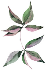 Watercolor green leaves transparent PNG