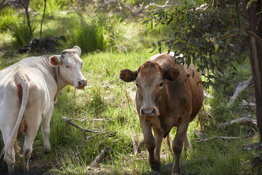 Close up of two cows on rural property