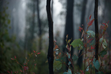 Forest regrowth after bushfire