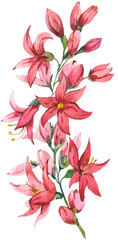 Watercolor hyacinth spring flower transparent PNG