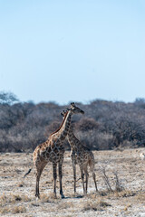 Two Angolan Giraffe - Giraffa giraffa angolensis- standing on the planes of Etosha National Park, Namibia.