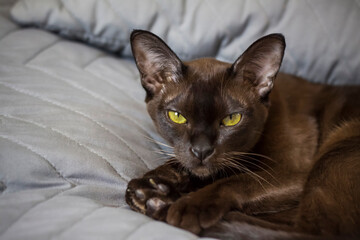 Fototapeta na wymiar Close-up of a Burmese cat at home. Portrait of a young beautiful brown cat.