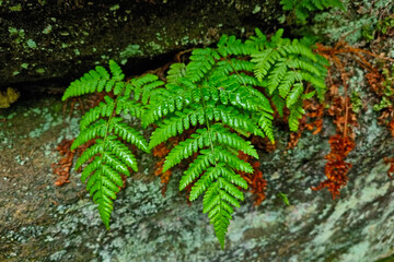 Close-up of a green fern in the forest. The background of nature.