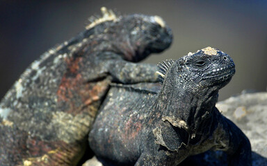 Marine Iguana, Amblyrhynchus cristatus, Galápagos National Park, Galápagos Islands, UNESCO World Heritage Site, Ecuador, America