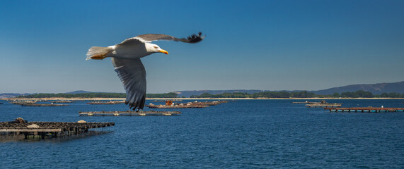 Mussel Aquaculture Rafts Batea, Mussel Growing Sea Platform, Batea Mussel Farms, Ría de Arousa, Arousa Estuary, Pontevedra, Galicia, Spain, Europe