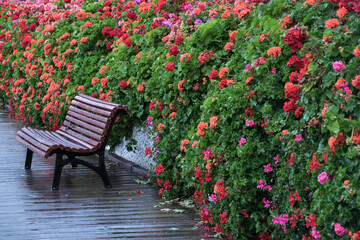 Fototapeta na wymiar Wooden bench surrounded by geraniums of different colors. Flower bridge. Valencia - Spain