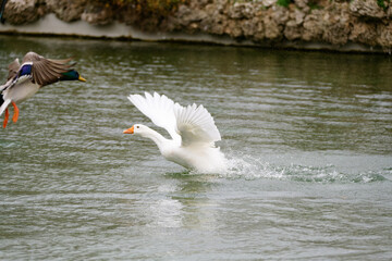 Goose with its wings wide open.