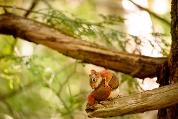 Little squirrel on a tree in the forest.