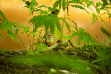 Little squirrel in the forest among the green branches.
wildlife
