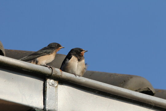 two little barn swallows are sitting at the gutter with a blue sky in the background in springtime