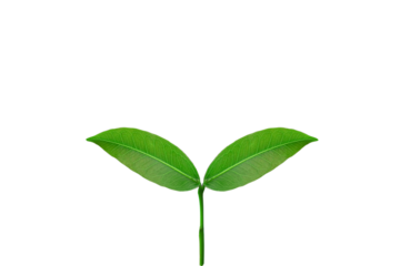 Translucent background of plant saplings