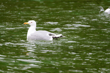 Seagull on water