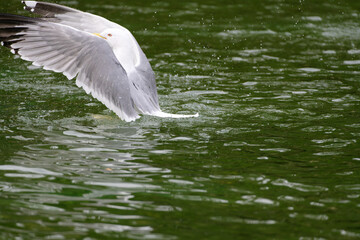 Seagull on water