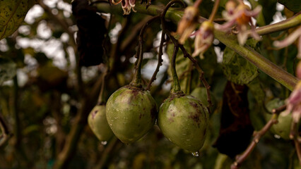Typical tree tomato from the Ecuadorian mountains