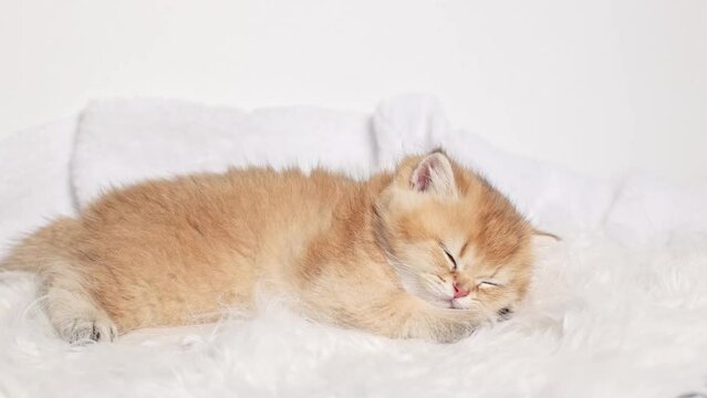 very cute fluffy kitten of the British breed sleeps on a white fur blanket