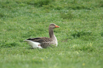 A Greylag Goose resting in a meadow
