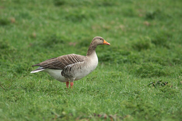 Naklejka na ściany i meble A Greylag Goose standing in a meadow 