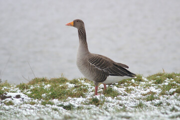 A Greylag Goose standing in a meadow with snow
