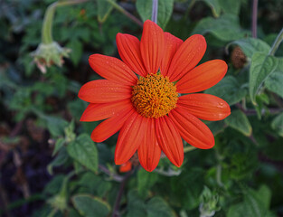 Blüte, Blüten, rot, Blume