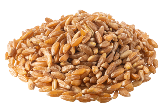 Pile of spelt, farro or einkorn hulled wheat, isolated png