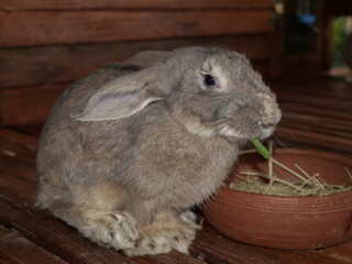 one of the animals in the zoo for education