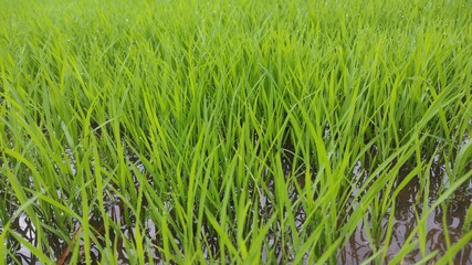 green grass background