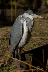 Juvenile Grey Heron isolated on nature background.