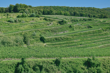 Fototapeta na wymiar Weinterrassen,Kaiserstuhl Weinregion,Schwarzwald,Baden-Württemberg,Deutschland