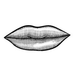 Lips or kiss vector illustration. Human biology, organs anatomy illustration. engraved hand drawn in old sketch and vintage style.