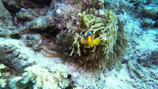 Clownfish couple defends his anemone, fish swim towards camera copy space