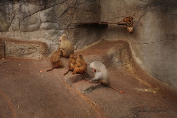 Hamadryad monkeys family are sitting on the stone, Singapore zoo. Male Patas Monkey patrolling his...